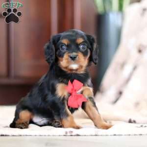 Nico, Cavalier King Charles Spaniel Puppy